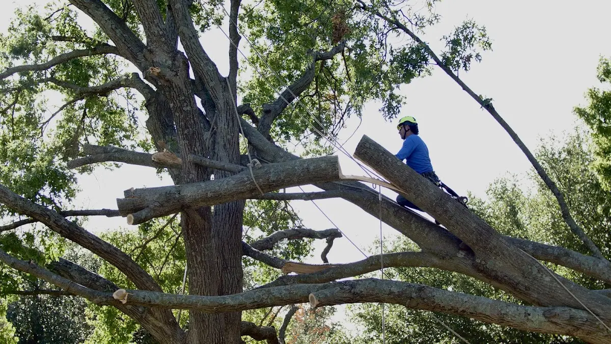 Professional Hazardous Tree Removal performed by certified arborists in Le Center