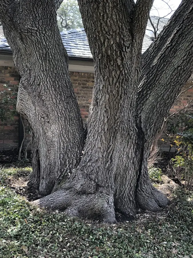 Mature heritage tree close to a Le Center property cared for by certified arborists